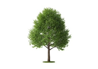 A single, perfectly formed lush green deciduous tree, vibrant leaves, healthy and robust, isolated on a transparent background, soft lighting. Concept of growth, sustainability