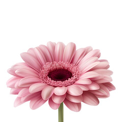 Fototapeta premium Vibrant single pink gerbera daisy in full bloom, showcasing its intricate petals and striking color