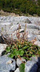 Close-up of a small green plant with red-brown stalks thriving among gray and white rocks, resilience concept.