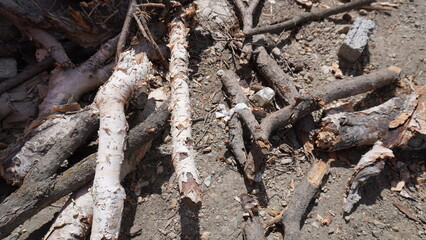 Close-up of fallen birch tree logs with peeling white bark on dry, dusty ground, natural concept.