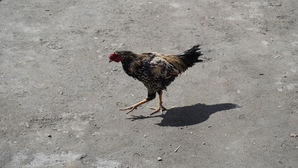 Brown and black speckled rooster walking on light gray concrete with a sharp shadow, farm concept.