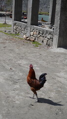 Brown rooster with red comb standing on dusty ground near a stone wall and blue water, rural concept.