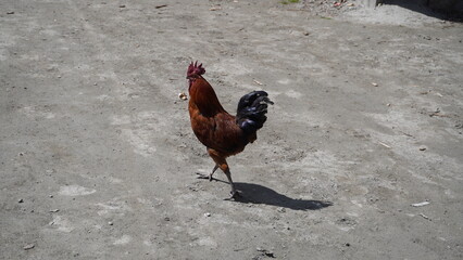 Brown rooster with red comb standing on dusty ground in natural daylight, casting a shadow, documentary concept.