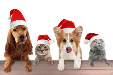 Adorable dogs and cats with Santa hats on white background. Animals holding their paws on table