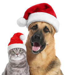 Adorable dog and cat with Santa hats on white background