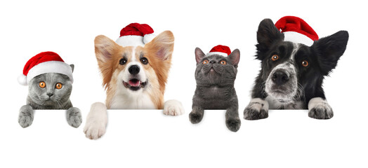 Adorable dogs and cats with Santa hats peeking out on white background. Animals holding their paws on banner