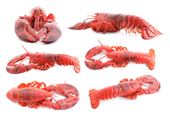 Set of lobsters isolated on white, top view