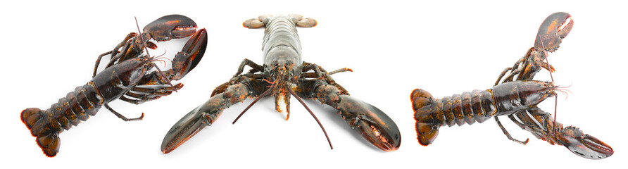 Set of lobsters isolated on white, top view