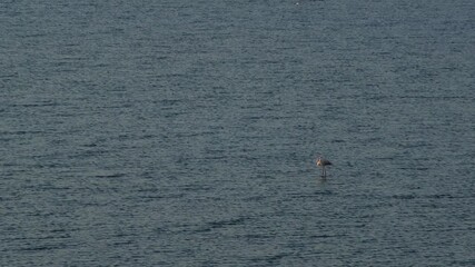 Multiple flamingos standing calmly in water captured in beautiful slow motion at Izmir Sasalı Bird Paradise