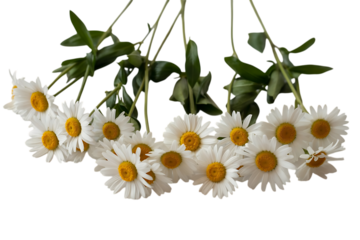 A delicate bunch of white daisies with yellow centers hanging downward isolated on transparent background