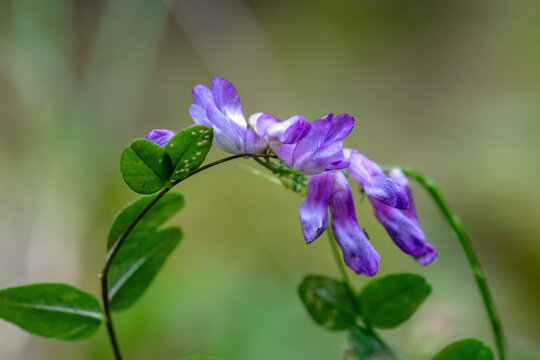 Purple flower of vetch,Vicia cracca, in the forest