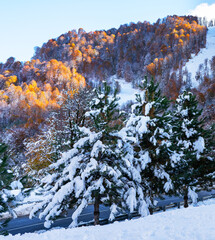Snow-covered pine trees in a winter landscape with colorful autumn foliage on the mountains in the background