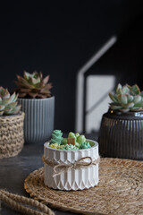 Succulent-Themed Candle in Ceramic Pot With Real Succulent Decor