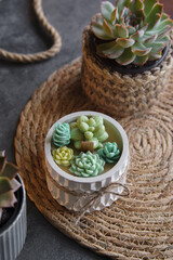 Succulent-Themed Candle in Ceramic Pot With Real Succulent Decor