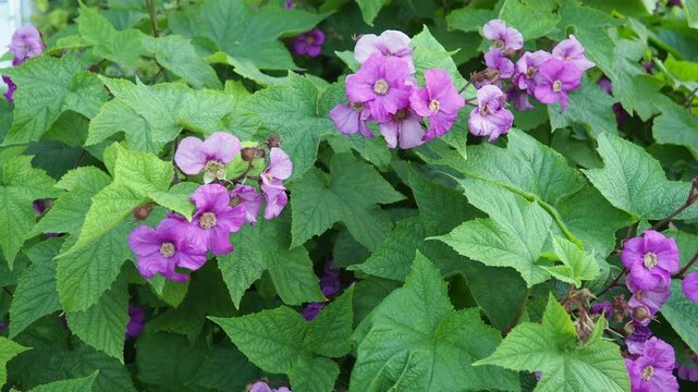 Rubus odoratus, purple-flowered raspberry, flowering raspberry, or Virginia raspberry, species of Rubus, native to eastern North America. The flowers with five magenta or occasionally white petals