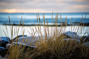 Coastal Grass and Frosted Rocks by the Sea
