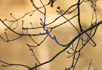 thin branches against a golden background, bare branches against an orange-red background, bare tree at sunrise, black branches before sunrise