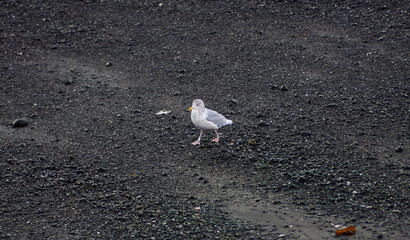 Seagull Standing on Dark Pebble Beach