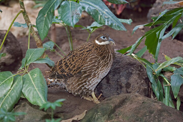 Imperial Pheasant, Lophura imperialis, in cover