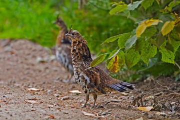  Rufous form of Ruffed Grouse, Bonasa umbellus