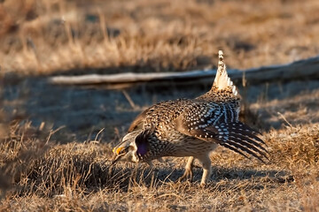 Displaying Sharp-Tailed Grouse, Tympanuchus phasianellus