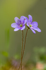 Dwie przylaszczki o fioletowych płatkach, delikatne wiosenne kwiaty leśne. © Henryk Guziak