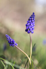 Szafirki wiosenne na łące, fioletowe kwiaty cebulowe na rozmytym tle. © Henryk Guziak