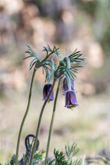 Sasanki w zbliżeniu na rozmytym tle – dzikie wiosenne kwiaty, delikatne płatki i naturalny klimat. © Henryk Guziak