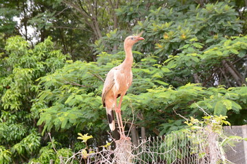 Video of a seriemas bird in its natural habitat. Green foliage, dry plants, wildlife. Perfect for nature, wildlife, conservation themes. Commercial use.