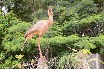 Video of a seriemas bird in its natural habitat. Green foliage, dry plants, wildlife. Perfect for nature, wildlife, conservation themes. Commercial use.