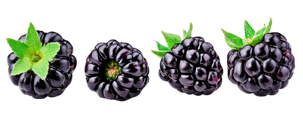 blackberry fruit set, isolated on transparent background.