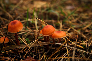 Forest Mushroom Carpet