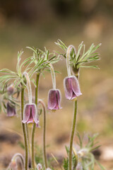 Sasanki o zwisających różowych kwiatach na wiosennej murawie, delikatne chronione rośliny. © Henryk Guziak