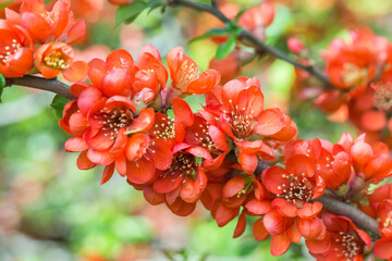 Kwitnący pigwowiec o intensywnie pomarańczowych kwiatach, wiosenna ozdoba ogrodu. © Henryk Guziak