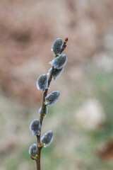 Wiosenne kotki wierzby, delikatne szare bazie na rozmytym tle. © Henryk Guziak
