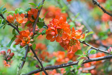 Kwitnący pigwowiec z intensywnie pomarańczowymi kwiatami na gałązkach w wiosennym ogrodzie. © Henryk Guziak