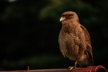 pajaron
