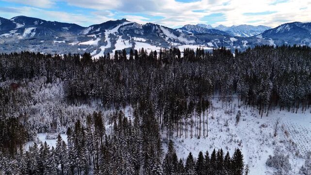 Dark evergreen pine-tree woods sprinkled with snow. Breath-taking mountains with snow on the slopes at backdrop. Aerial view.