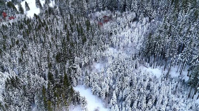Vast pine tree woods growing on the mountain slope covered with snow. Drone footage over the wilderness in winter.