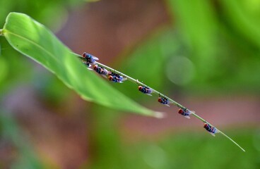 Several flies are perched on a thin, curved green plant stem, in a natural setting. The background is a soft blur of green leaves.