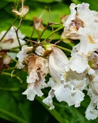 white blossoms of a tree Catalpa bignonioides