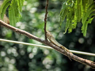 ​A common Oriental Garden Lizard (Calotes versicolor) is captured resting and camouflaged on a horizontal tree branch.