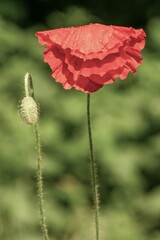 Fototapeta premium red flowering poppy plant with bud