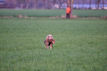 weimaraner retrieving a hare