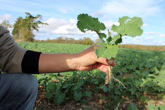 Main tenant un jeune plant de colza dans le champ agricole
