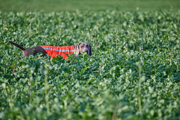 hunting weimaraner at point