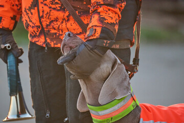 weimaraner petted by his owner