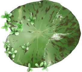 Lotus Leaf Illustration without paper texture