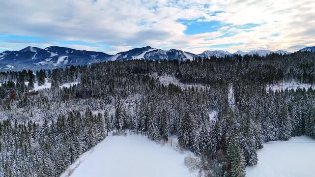 Descending over the meadow at the pine-tree wood covered with snow. Beautiful mountain range at backdrop. Overcast sky is above the scenery.
