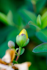 Close-up of St. John's wort, Rose of Sharon, (Hypericum) bright yellow flower bud surrounded by green leaves in soft focus garden